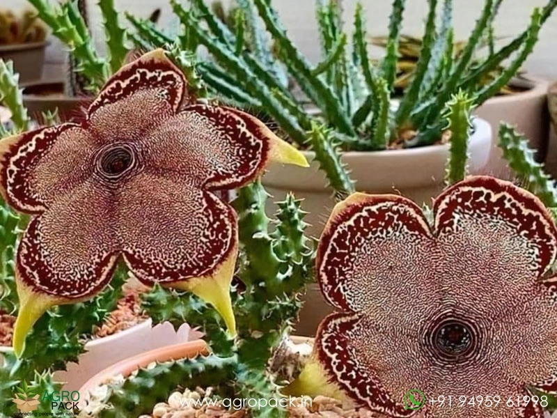 Edithcolea-Persian-Carpet5
