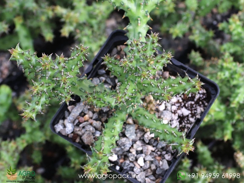 Edithcolea-Persian-Carpet6