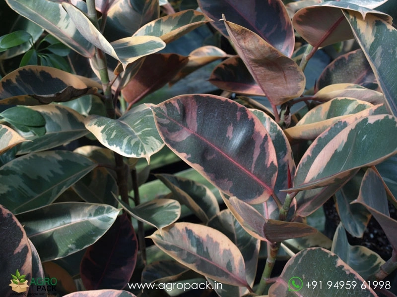 Elastica-Tineke-Rubber-Plant1