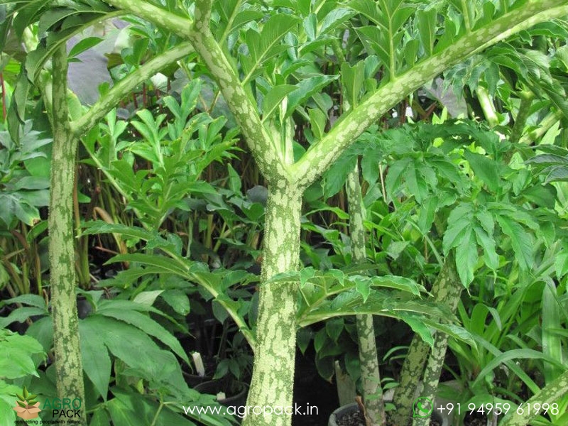 Elephant-Foot-Yam1