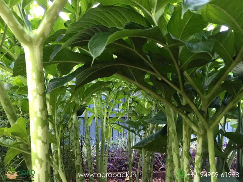 Elephant-Foot-Yam2