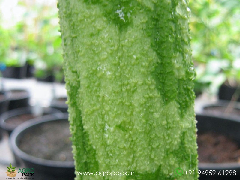 Elephant-Foot-Yam3