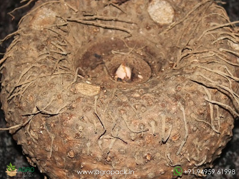 Elephant-Foot-Yam5