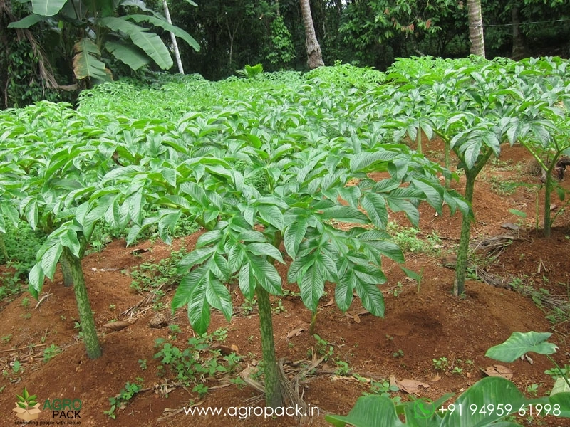 Elephant Foot Yam Plant For Sale In India | Online plant nursery