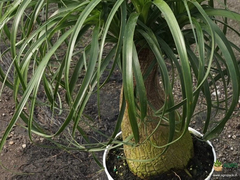 Elephant-Palm1
