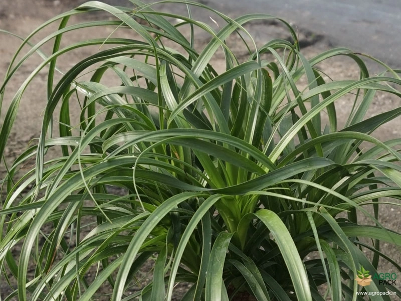 Elephant-Palm2