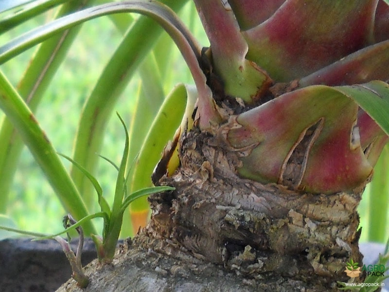 Elephant-Palm3