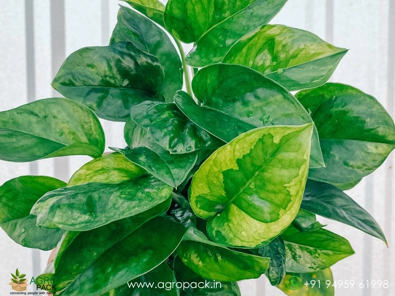 Emerald-Pothos1