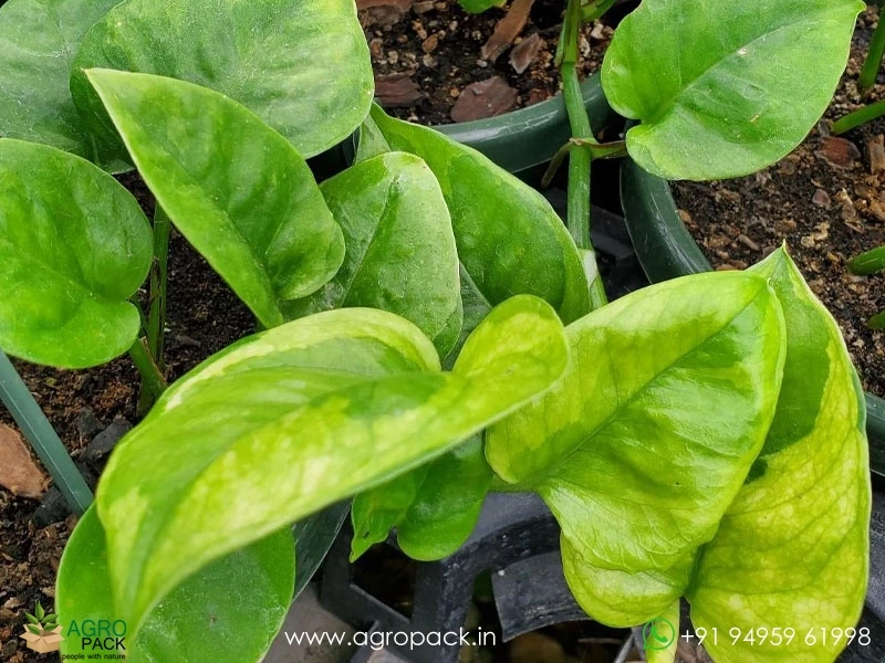 Emerald-Pothos2