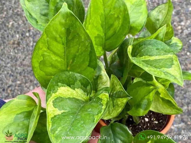 Emerald-Pothos4