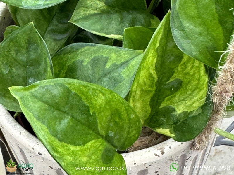 Emerald-Pothos5