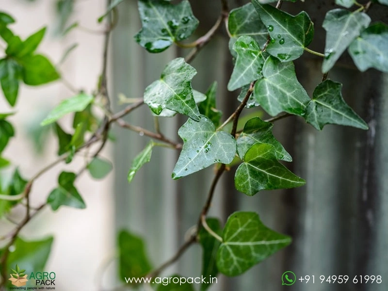 English-Ivy1