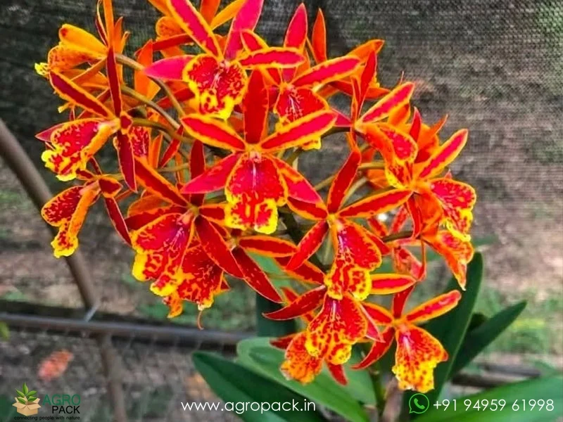 Epicattleya-Volcano-Trick-Orchid1