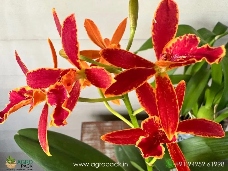 Epicattleya-Volcano-Trick-Orchid2