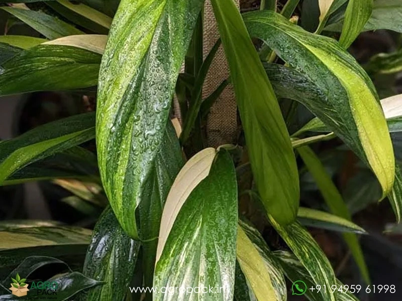 Epipremnum-Amplissimum-Variegated2