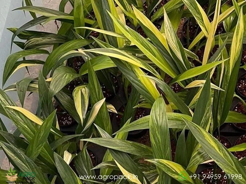 Epipremnum-Amplissimum-Variegated3