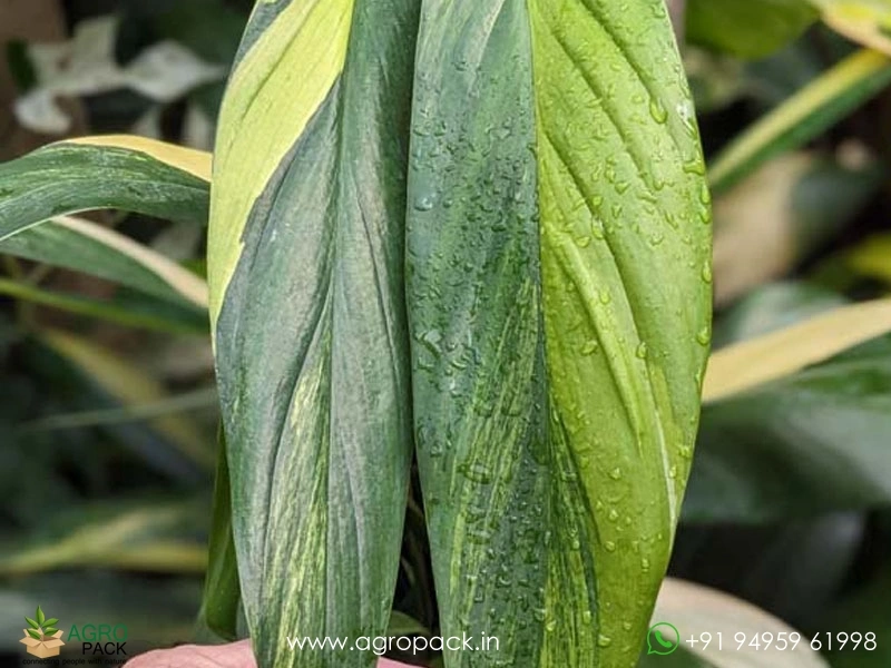 Epipremnum-Amplissimum-Variegated4