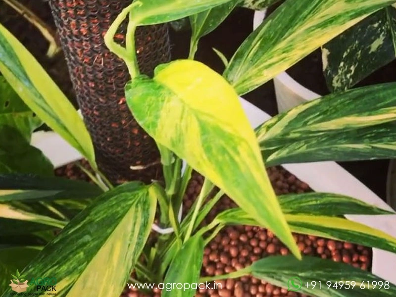 Epipremnum-Amplissimum-Variegated5