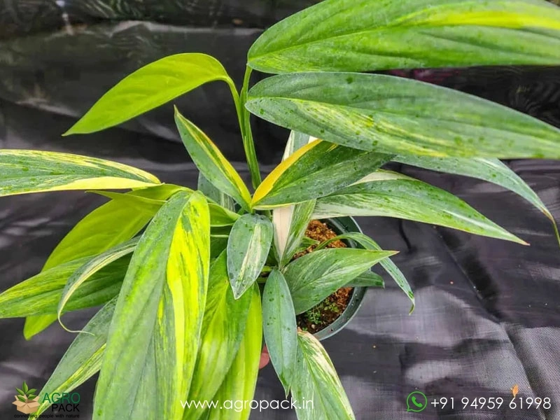 Epipremnum-Amplissimum-Variegated6