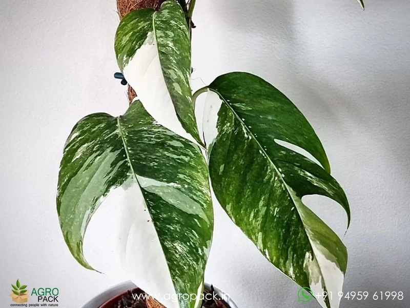 Epipremnum-Pinnatum-Albo-Variegata1