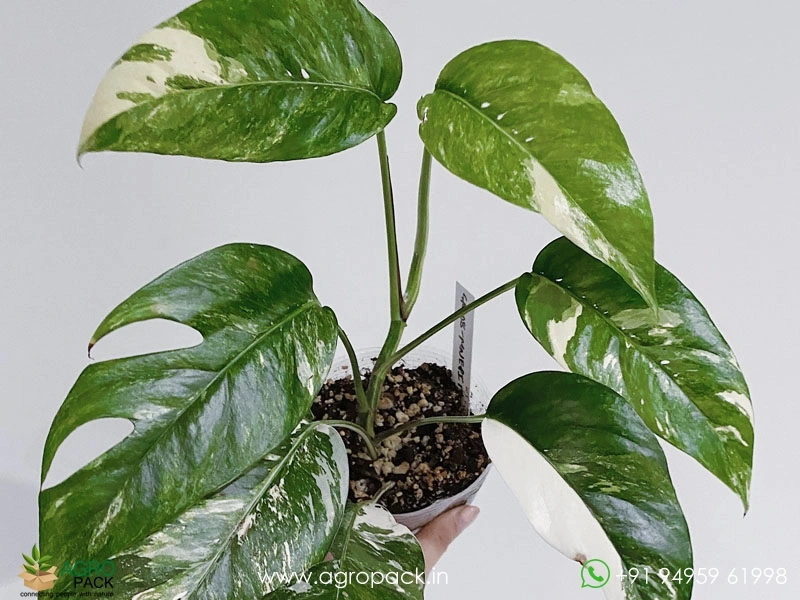 Epipremnum-Pinnatum-Albo-Variegata3