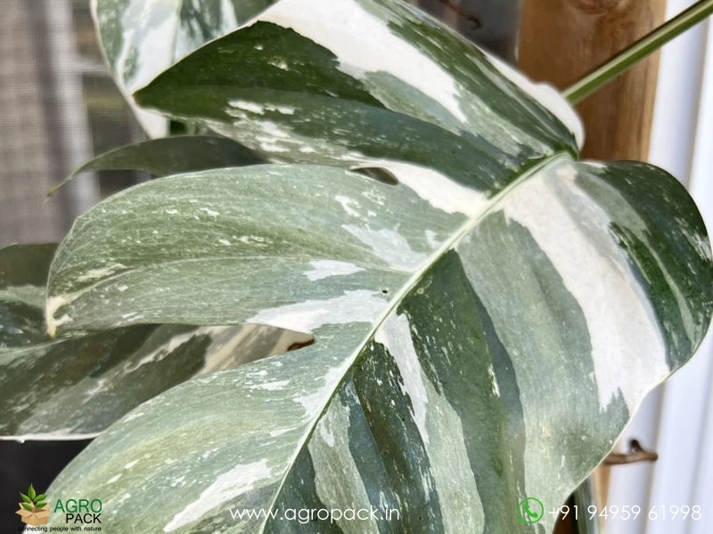 Epipremnum-Pinnatum-Albo-Variegata4