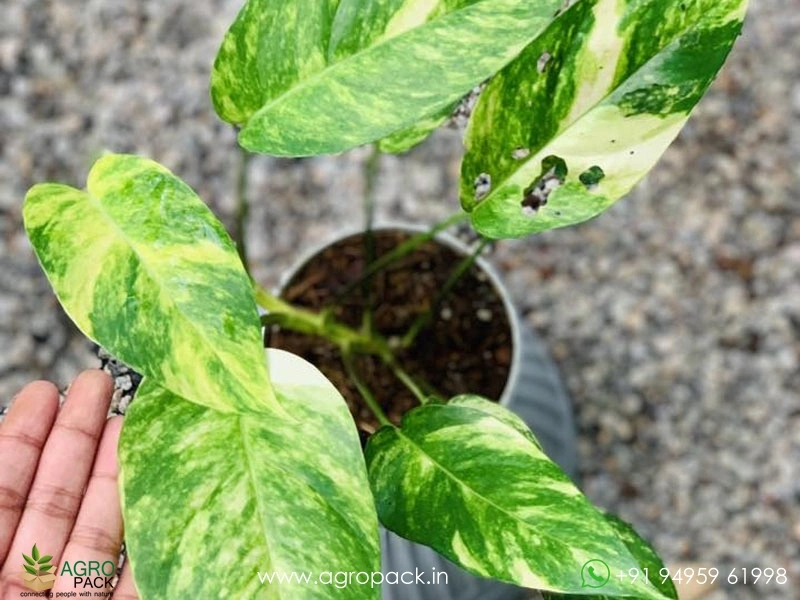 Epipremnum-Pinnatum-Cebu-Blue-Aurea-Variegated3