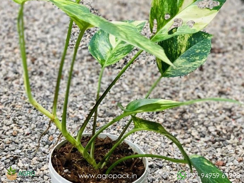 Epipremnum-Pinnatum-Cebu-Blue-Aurea-Variegated5