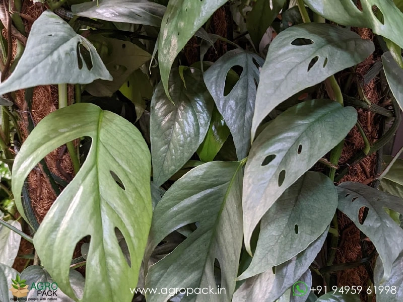 Epipremnum-Pinnatum-Cebu-Blue2