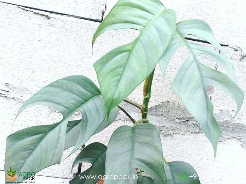 Epipremnum-Pinnatum-Cebu-Blue3