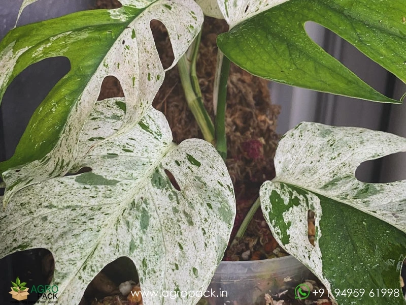 Epipremnum-Pinnatum-Marble1