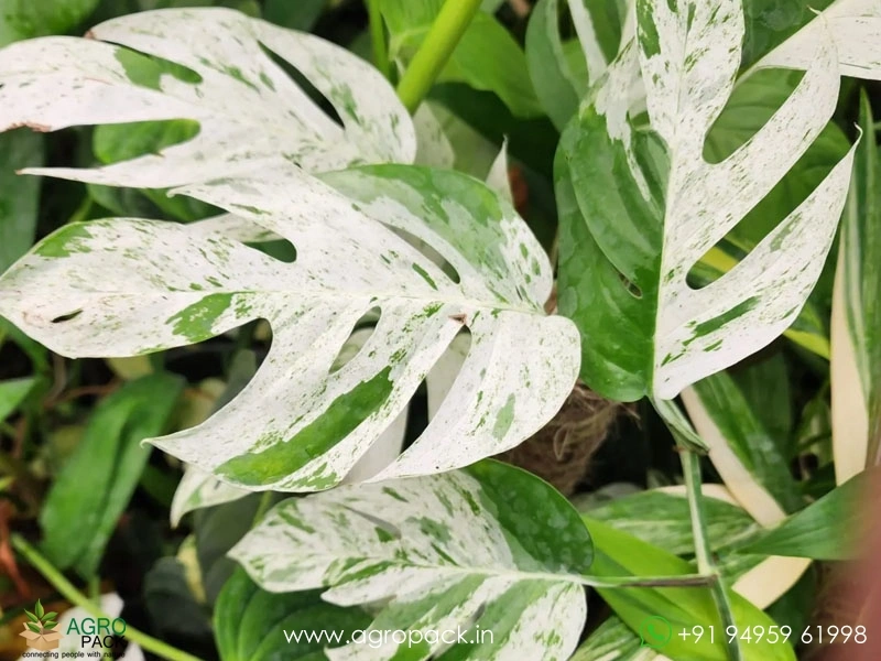 Epipremnum-Pinnatum-Marble2
