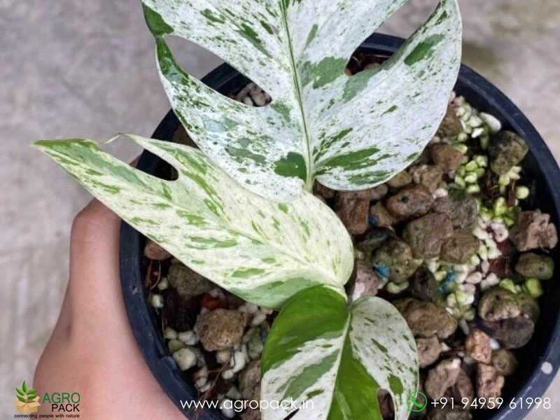 Epipremnum-Pinnatum-Marble3