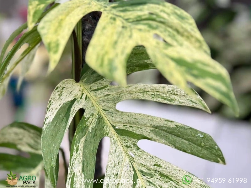 Epipremnum-Pinnatum-Marble5