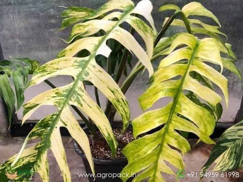 Epipremnum-pinnatum-Golden-Flame-variegata1