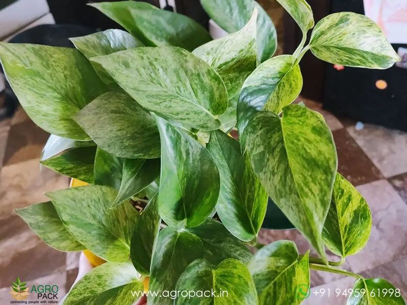 Epipremnum-pinnatum-Golden-Flame-variegata2