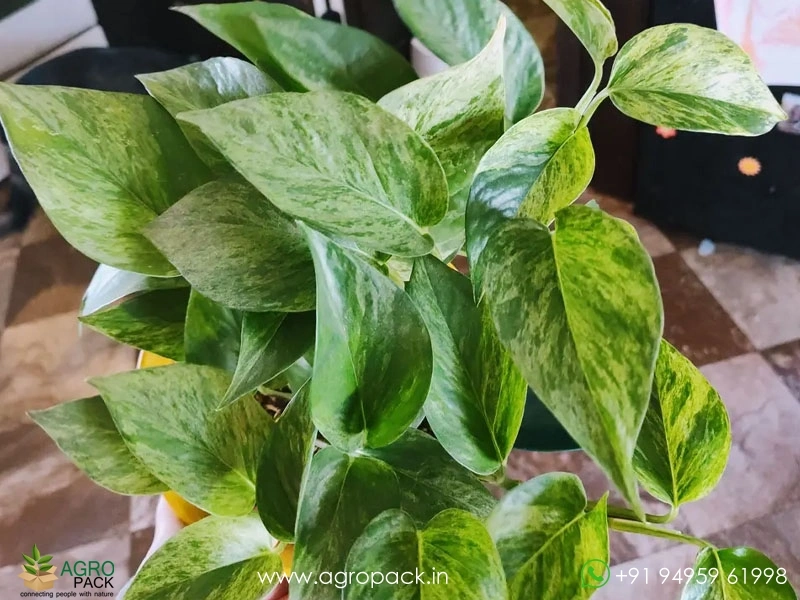 Epipremnum-pinnatum-Golden-Flame-variegata2