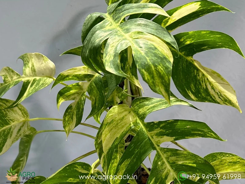 Epipremnum-pinnatum-Golden-Flame-variegata3