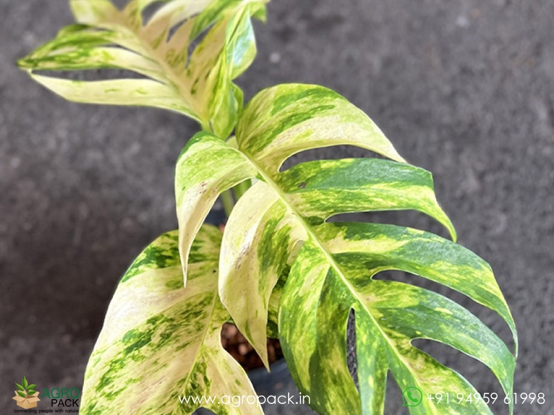 Epipremnum-pinnatum-Golden-Flame-variegata4