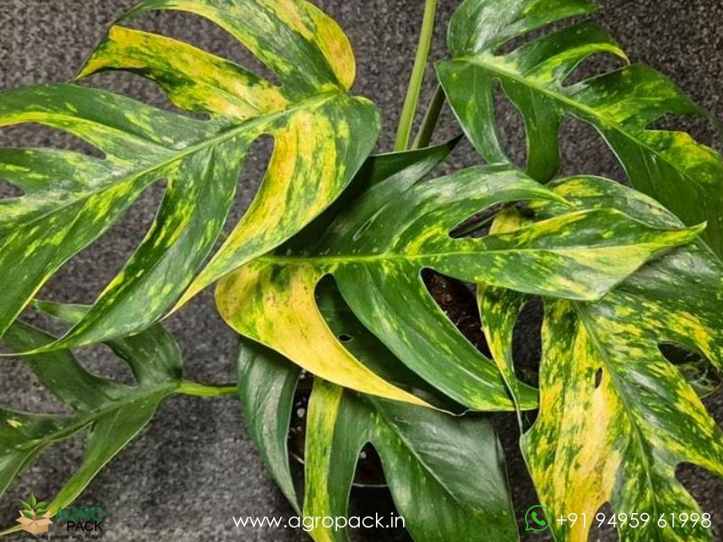 Epipremnum-pinnatum-Golden-Flame-variegata5