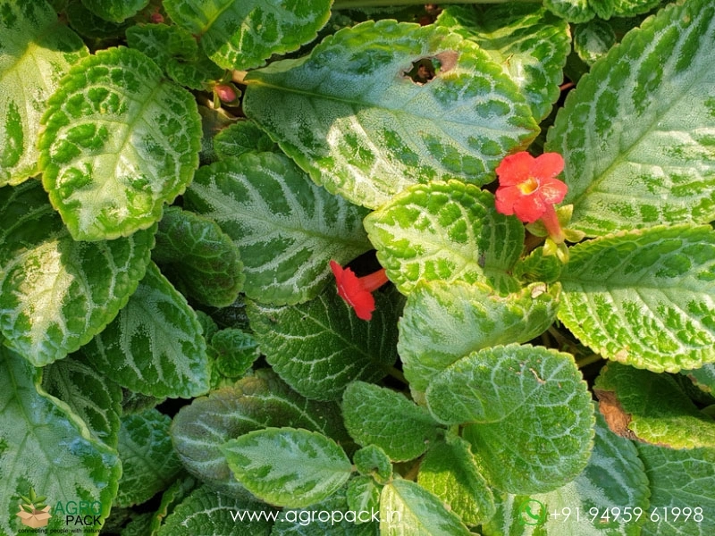 Episcia-Cupreata-Green-Silver2