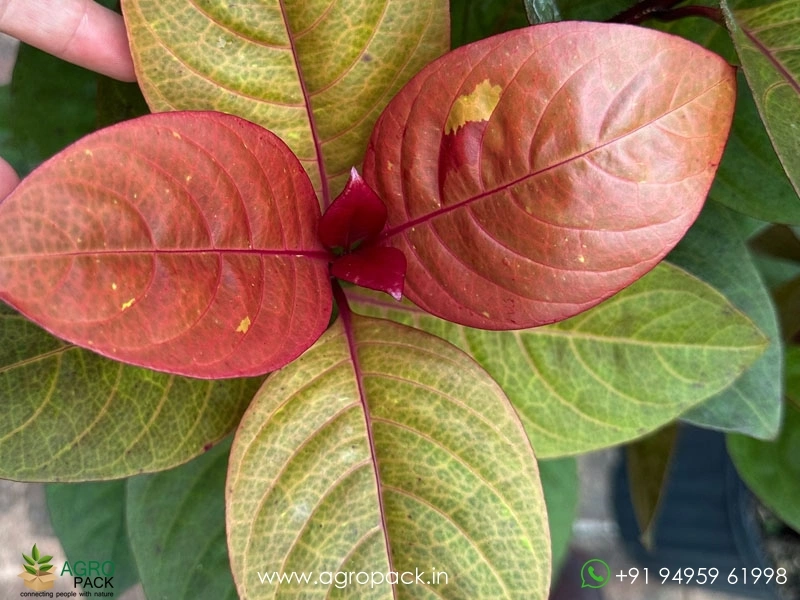 Eranthemum-Red2