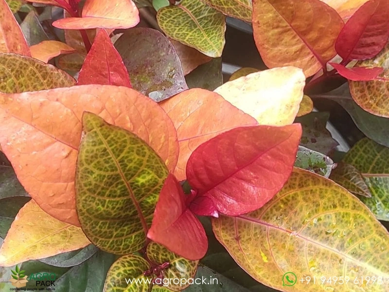 Eranthemum-Red3
