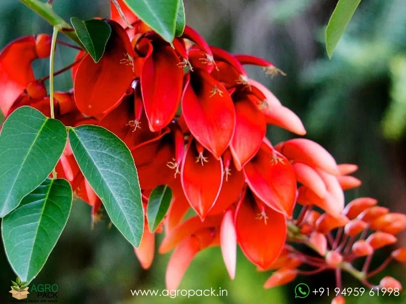 Erythrina-crista-galli1