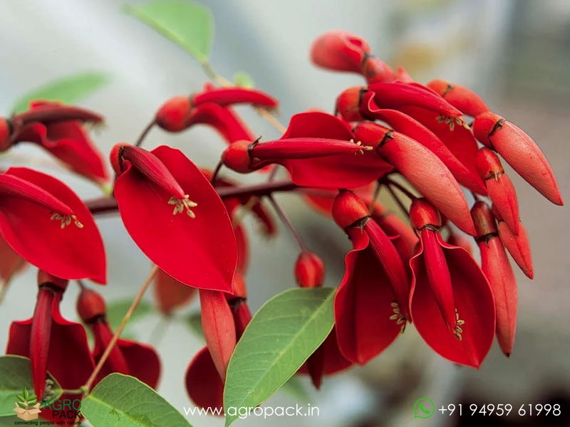 Erythrina-crista-galli4