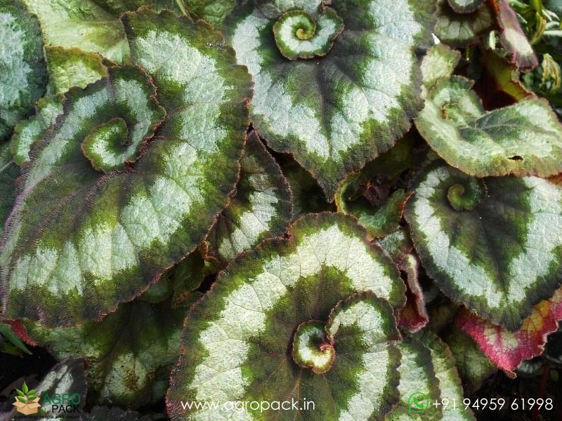 Escargot1