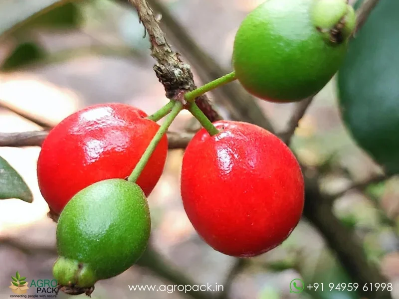 Eugenia-Reinwardtiana-Cedar-Bay-Cherry1