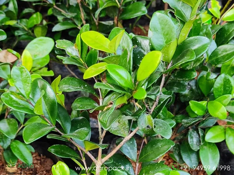 Eugenia-Reinwardtiana-Cedar-Bay-Cherry2