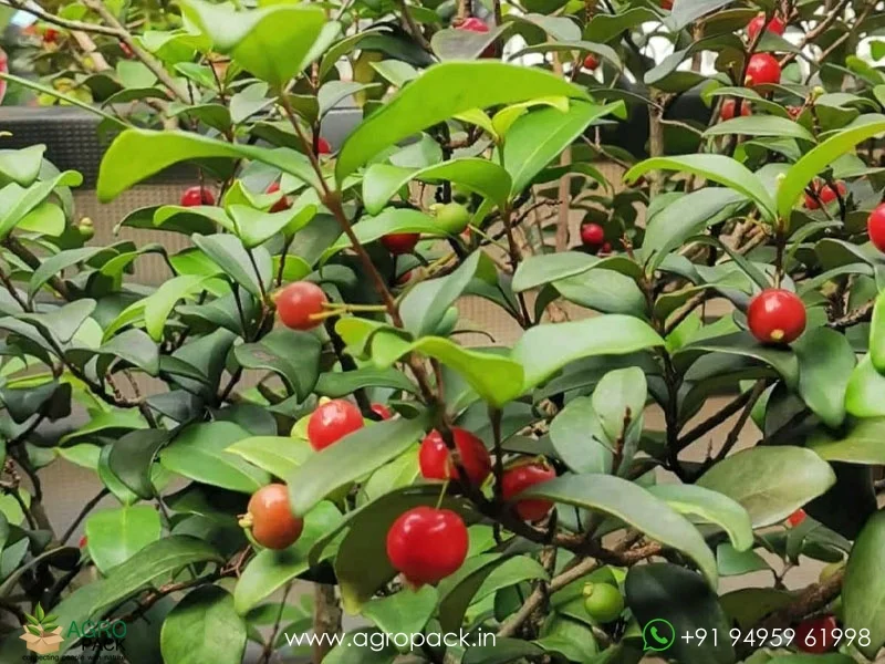 Eugenia-Reinwardtiana-Cedar-Bay-Cherry4