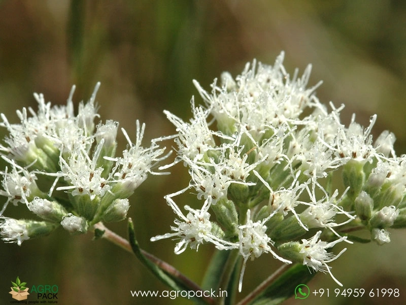 Eupatorium1